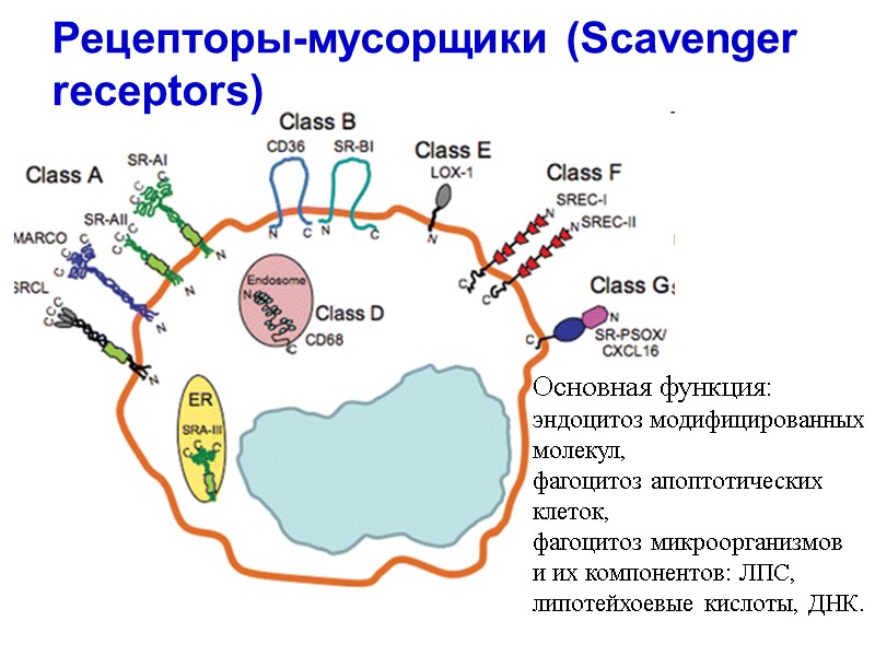 Рецепторы-мусорщики (Scavenger receptors)  Основная функция:  эндоцитоз модифицированных молекул,  фагоцитоз апоптотических 